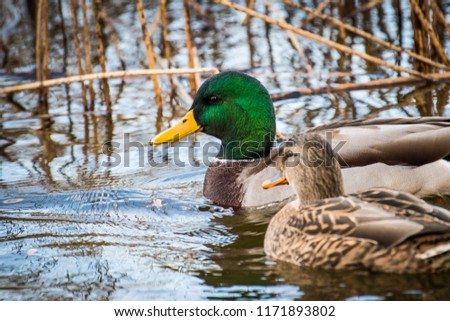 Mallard duck resting in a marsh