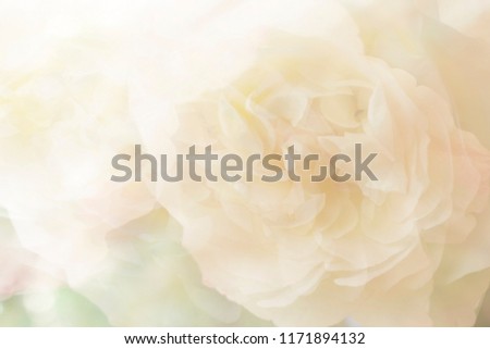 Sweet rose in soft and blurry pattern on backdrop.