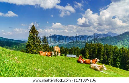 View on brown cows in the alps of Bavaria - Germany