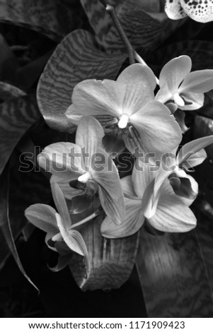 Bright botanical white Orchid flowers and leaves in black and white photography at a wedding event.  Royalty-Free Stock Photo #1171909423