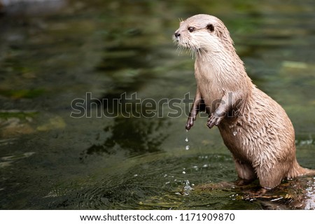Otter is standing on two legs in the water