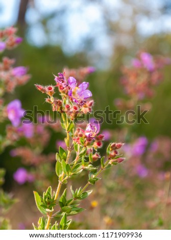 Osbeckia Stellata Ham flowers (Indian Rhododendron) in nature background