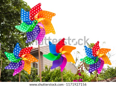 In the garden is a wonderful image of the beautiful multi-colored large wind roses perfect background.