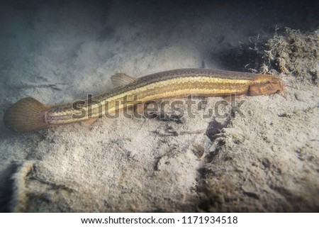 Weather loach (Misgurnus fossilis) in the beautiful clean pond. Underwater shot in the lake. Wild life animal. Underwater photography of Weatherfish in the nature habitat with nice background.