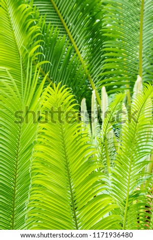 close up of backlit tropical palm tree leaves 