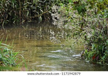 plants along the stream