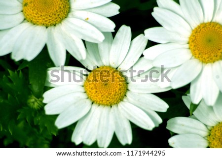 Daisy camomile flower. Daisy flower, Papatya.