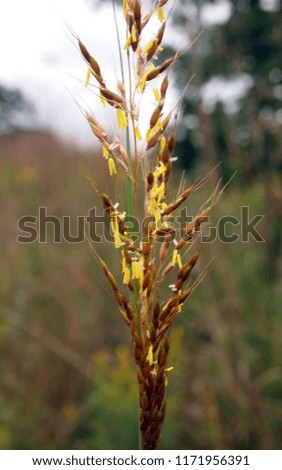 Close-up on tallgrass with grains produced. Brown and yellow colors. Wild grain. Wide screen format.