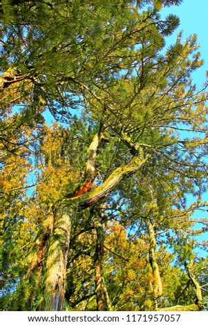 Jan.17.2018. "Soraku no Sato" Kouyasan, Wakayama Prefecture, Japan. Cedar tree.