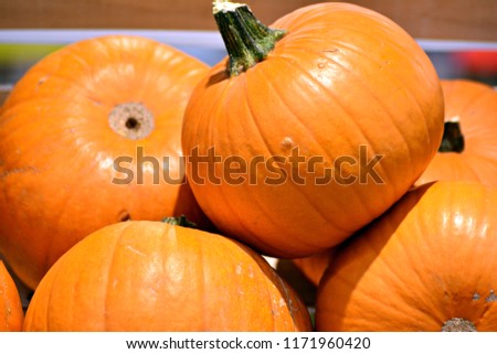 Harvest of orange winter pumpkins stored on wooden shelves