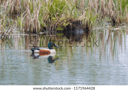 Male Northern Shoveler duck swimming in pond near cattails