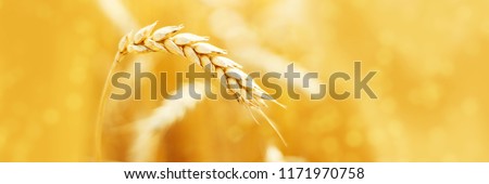 Ripe ears of rye in field during harvest. Agriculture summer landscape. Rural scene. Macro. Panoramic image. Copy space for your text Royalty-Free Stock Photo #1171970758