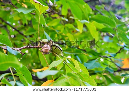 Ripe walnuts at the tree on green background