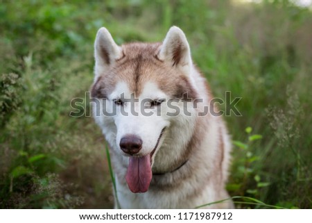 Close-up Portrait of beautiful beige and white siberian husky dog with brown eyes sitting in the grass in the forest at sunset