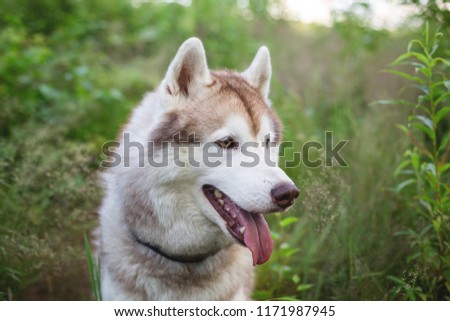 Profile Portrait of adorable beige and white siberian husky dog with brown eyes sitting in the forest at sunset
