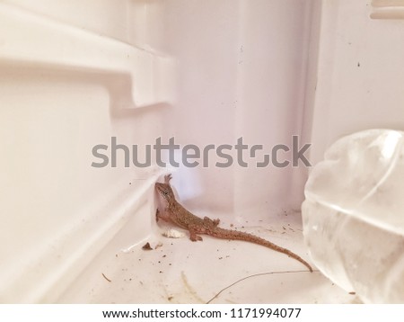 Lizard stuck in the refrigerator.