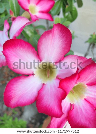 Closeup of beautiful blooming blossom fresh bright pink and white desert rose,   pinkbignonia, mock azalea, impala lily in spring garden(vertical picture)