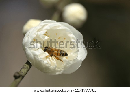Macro photo of worker bee collecting pollen from white damask flower