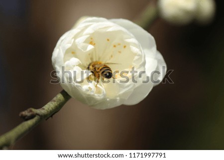 Macro photo of worker bee collecting pollen from white damask flower