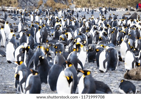 Cute portrait shots of penguins in Antarctica