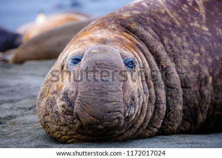 Portrait shots of seals, sea lions and elephant seals in Antarctica Royalty-Free Stock Photo #1172017024