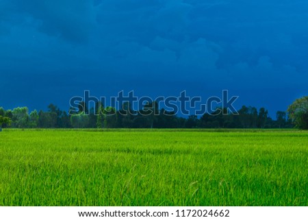 Gray Clouds Bloated In the sky above the green rice fields of Southeast Asia.

