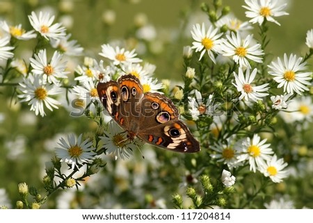 Common Buckeye Butterfly enjoying some nectar from a plant in Missouri in late October.