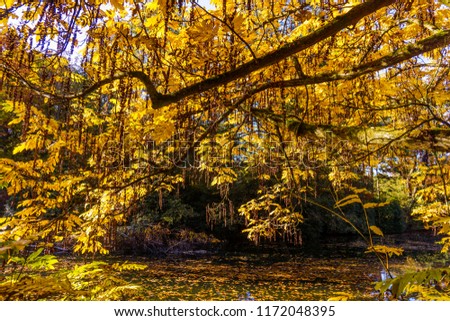 autumn beautiful forest. Autumn landscape