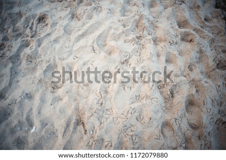 Texture. Background. Beach sand.