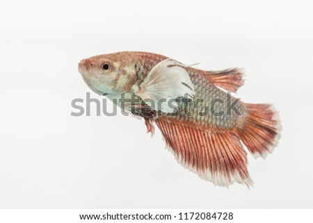 Red fighting fish, betta fish isolated on white background.