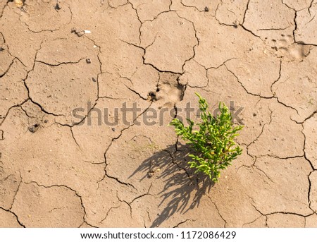 Cracked dry mud with a small plant growing Royalty-Free Stock Photo #1172086429