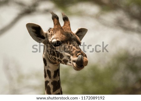 Young Giraffe picking it's nose with it's tongue.