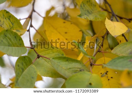 Red and Orange Autumn Leaves Background
