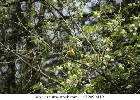 American goldfinch perched on a branch with bushes and trees in the background on a sunny day