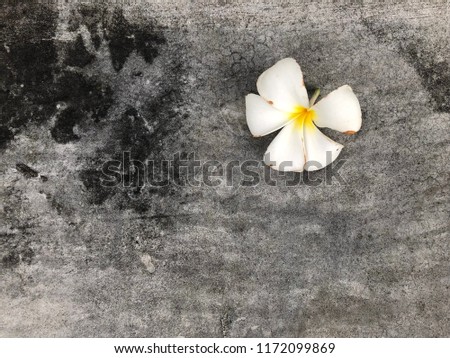 Plumeria flower bloom on dirty black stain concrete stone floor