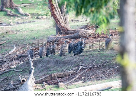 A group of vultures eating on residual deer meat inside pench tiger reserve during a wildlife safari
