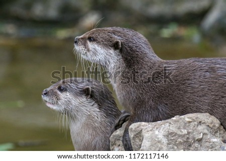 Two asian otters