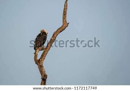 A vulture scanning the horizon for any meat on which it can scavenge inside pench tiger reserve during a wildlife safari