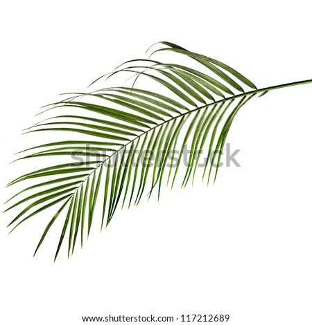 one green palm leaf close up isolated