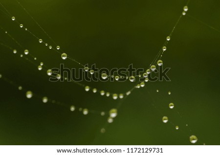 Morning dew deposited on a spider web on a cold winter morning