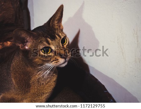 
beautiful abyssinian cat