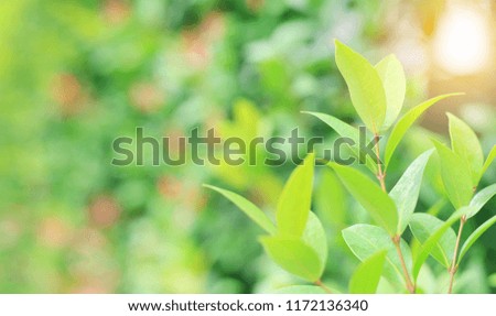 Fresh green tree leaf on blurred background in the summer garden with sun rays. Close-up nature leaves in field for use in web design or wallpaper.