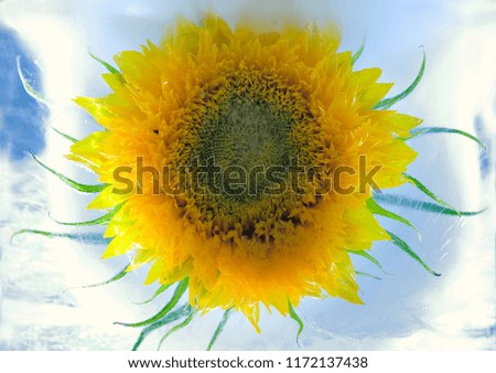 Background of   sunflower flower in blossom  in ice   cube with air bubbles. greeting card. Copy space, top view,  flat lay
