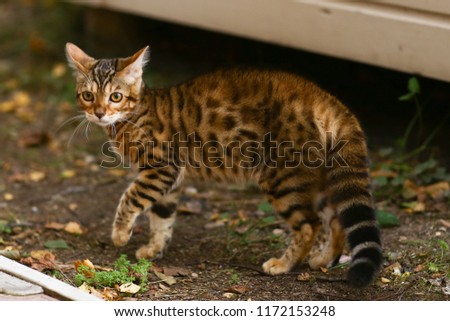 bengal kitten she cat close up photo in green grass outdoor summer portrait