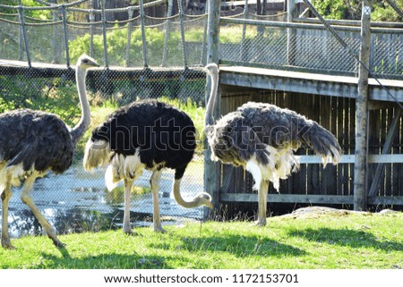  Ostrich fra Africa in the zoo at Kristiansad city. Norway.