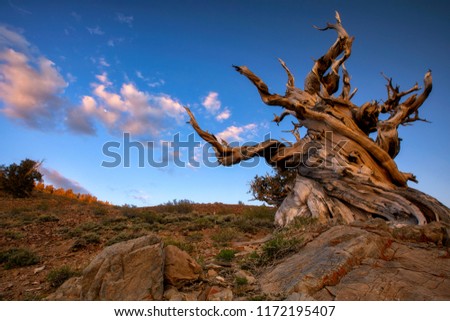 Bristlecone Pine,Pinus longaeva in the White Mountains, California. There at the Ancient Bristlecone Pine Forest is the oldest existing Lifeform on Earth. A over 5000 Years old Bristlcone Pine. Royalty-Free Stock Photo #1172195407