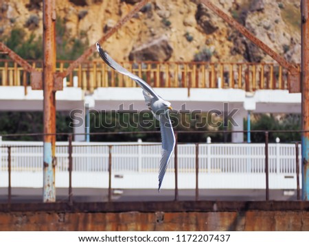 Seagul flying isolated 