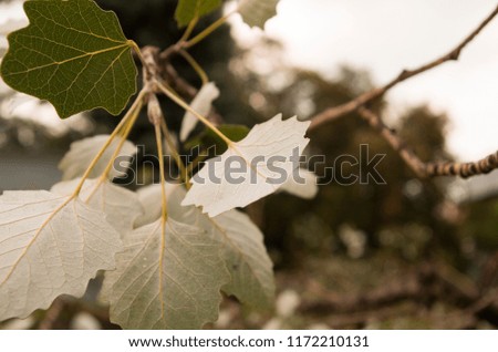 Nice seasonal picture with birch foliage in the foreground. Green leaves on the branch closeup. Fresh plants outdoors. 