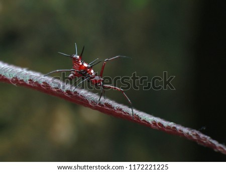 Cob-web Spider Theridiidae - (Phoroncidia lygeana)