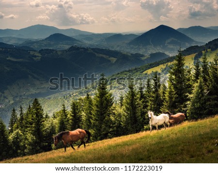 Horses runs freely in the mountains. Wild landscape with horses in summer season into the mountains. Royalty-Free Stock Photo #1172223019